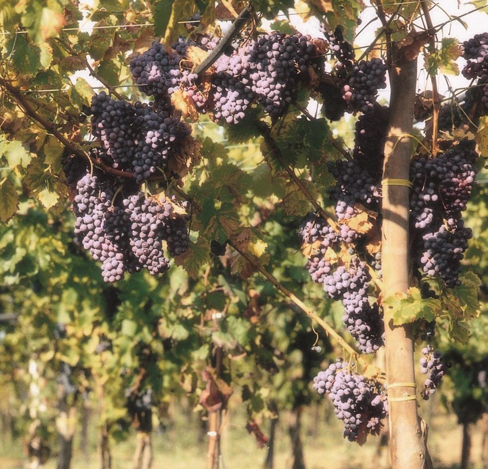 Casa alle Cantine Soleminis